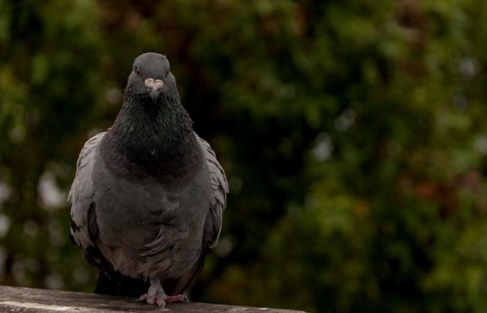 Many pigeons found dead in Vendée: how to explain this phenomenon?