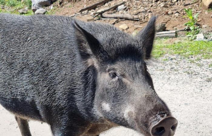 Near Toulouse. Wild boars are wreaking havoc, hunting around houses