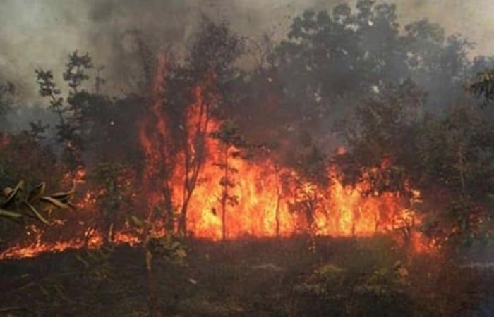 Senegal: More than 186 hectares burned by 20 bush fires in Mbour between October 2024 and January 2025 – Call to strengthen the fight against fires – VivAfrik