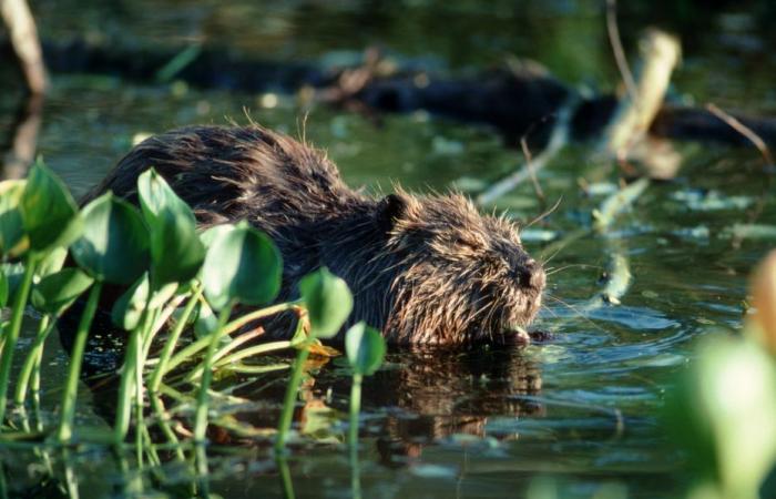 beavers singled out