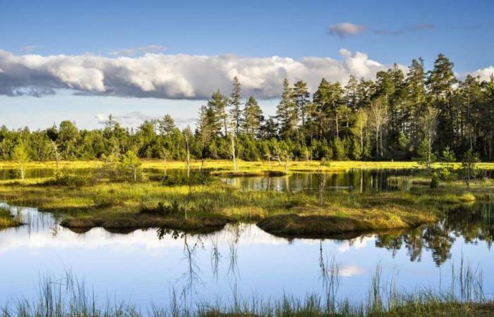 One of the last untouched raised moor areas in Europe is located in Baden-Württemberg