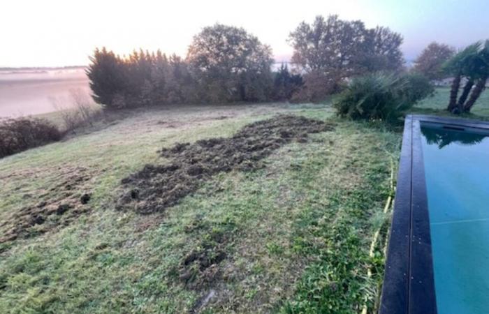 Near Toulouse. Wild boars are wreaking havoc, hunting around houses