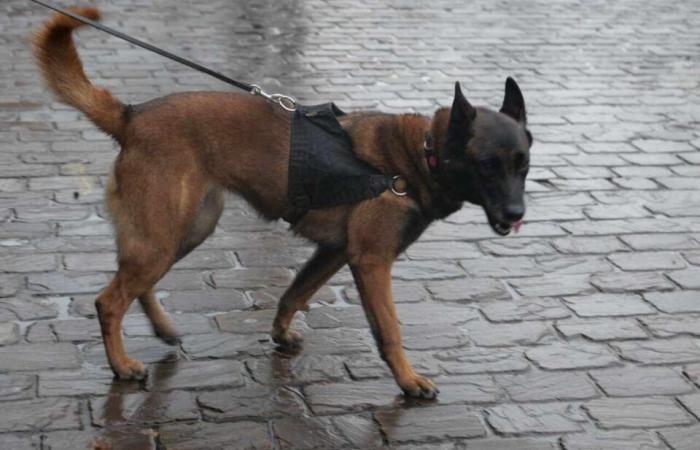 North. Diana, sniffer dog and charming asset of the drug department