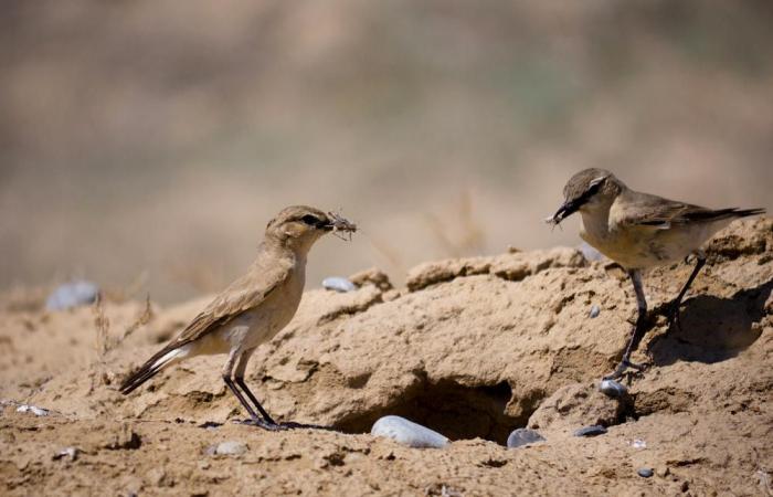 The Northern Wheatear continues its expansion in Europe and has recently settled in Moldova