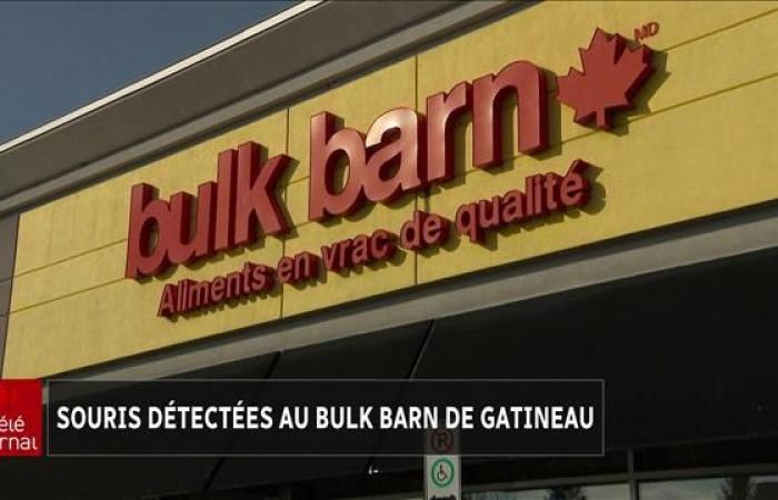 Mice detected at the Bulk Barn in Gatineau: throw away your products, warn the authorities