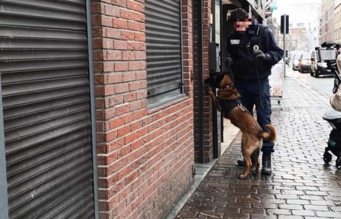 North. Diana, sniffer dog and charming asset of the drug department