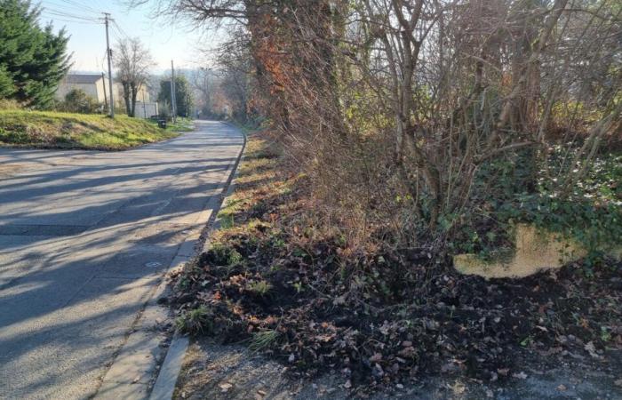 Near Toulouse. Wild boars are wreaking havoc, hunting around houses