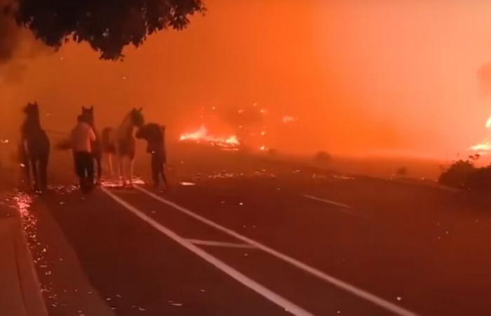 People risk their lives to save several horses from devastating fires