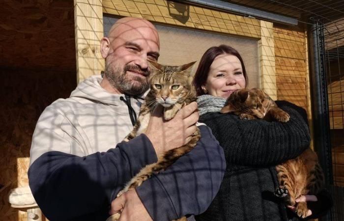 PORTRAIT. Former chef, he opens a boarding house for cats in his garden