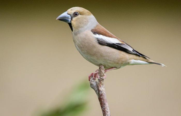 House sparrow, blue tit or robin… Count garden birds with the LPO