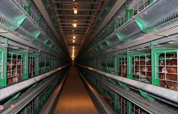 What will happen to buildings housing laying hens in cages?