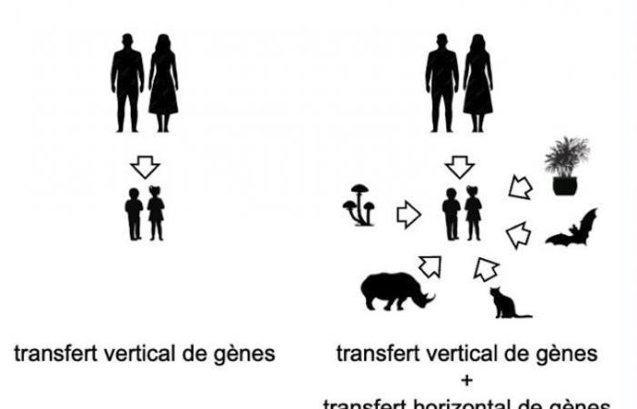 Tardigrades resist (almost) everything, thanks to genes from extinct species