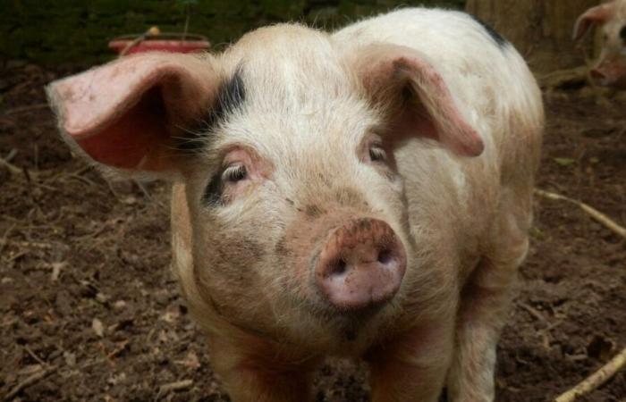 Villeneuve-d’Ascq. An animal protection association calls on a restaurant to remove pig from its menu