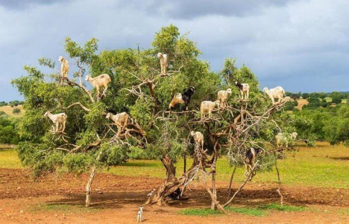 When Algeria tries to tame the emblematic tree of Morocco