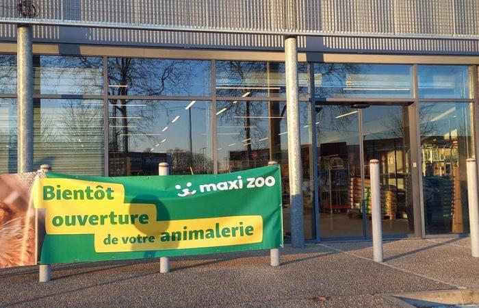 A Maxi Zoo store about to open in Aveyron with thousands of animal references and a “doggie bar”