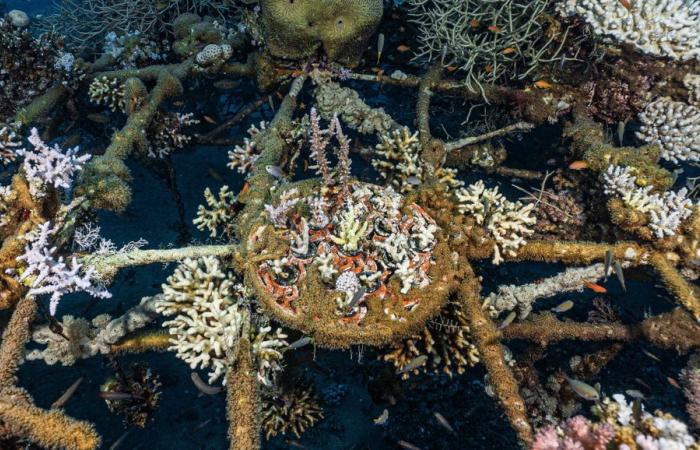 Hope for the Great Barrier Reef | “Refuges” where corals thrive