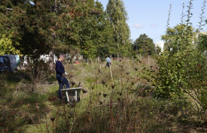 The Bois Gourmand du Chalonnais and its edible forest welcome you with pleasure – info-chalon.com