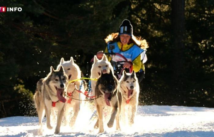 The Husky, the star dog of La Grande Odyssée VVF