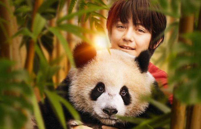 The fifteen most anticipated children’s films in theaters in 2025, from “Paddington in Peru” to “Zootopia 2”