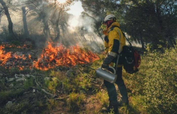 In Aude, firefighters use fire in winter to limit fires in summer: News