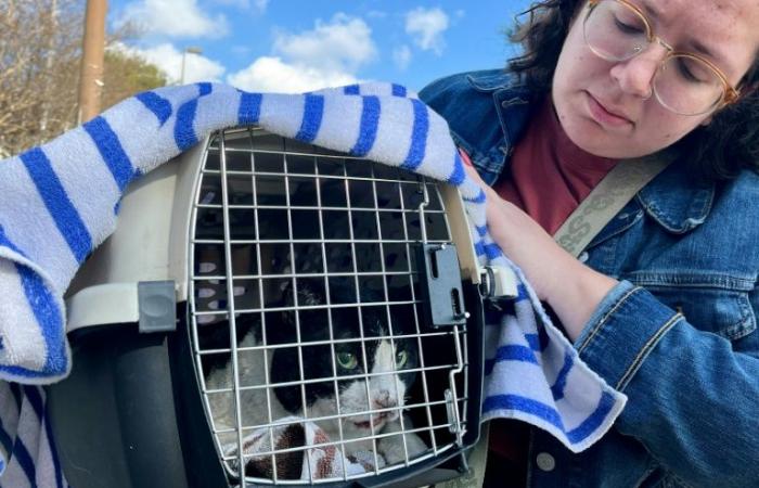 In Los Angeles, the moving reunion with the animals saved from the fires