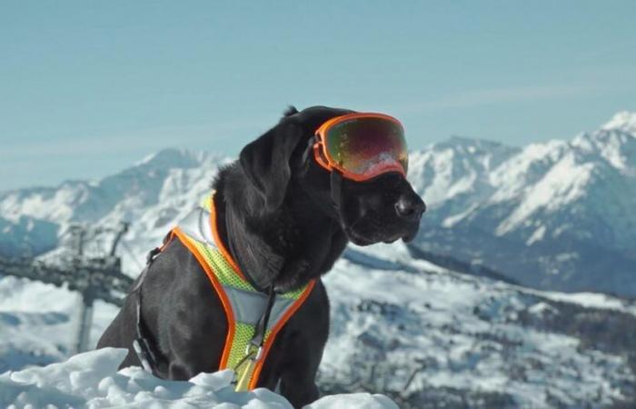 There is a shortage of new avalanche dog drivers – rts.ch