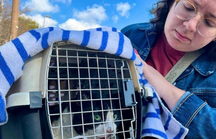 Los Angeles: Moving reunion with animals saved from fires