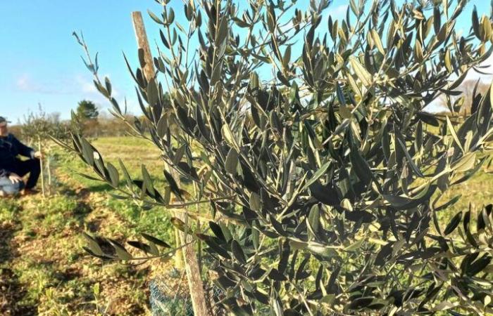 agriculture is starting to take a close interest in olive trees