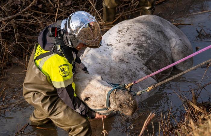 Geneva: Geneva firefighters save a horse in distress