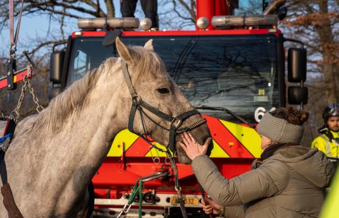 Geneva: Geneva firefighters save a horse in distress