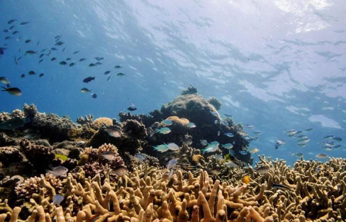 Hope for the Great Barrier Reef | “Refuges” where corals thrive