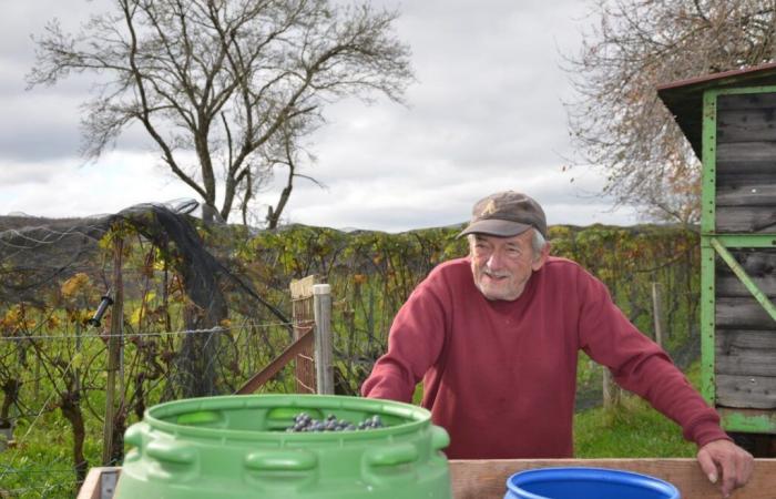 More than 30 years at the bedside of his vines in Grandfontaine