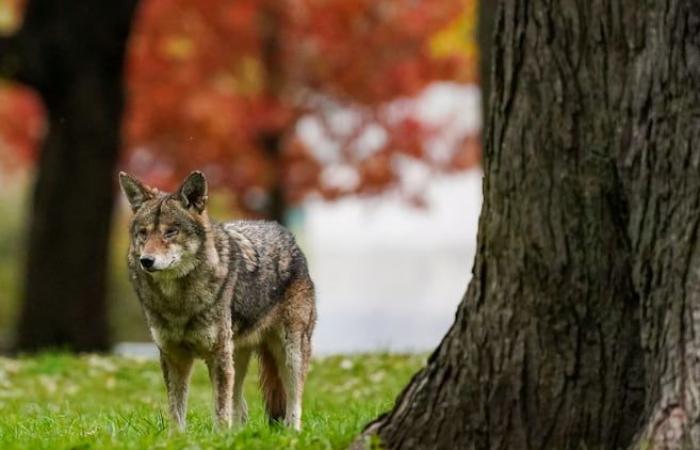 Yes, there are coyotes in town