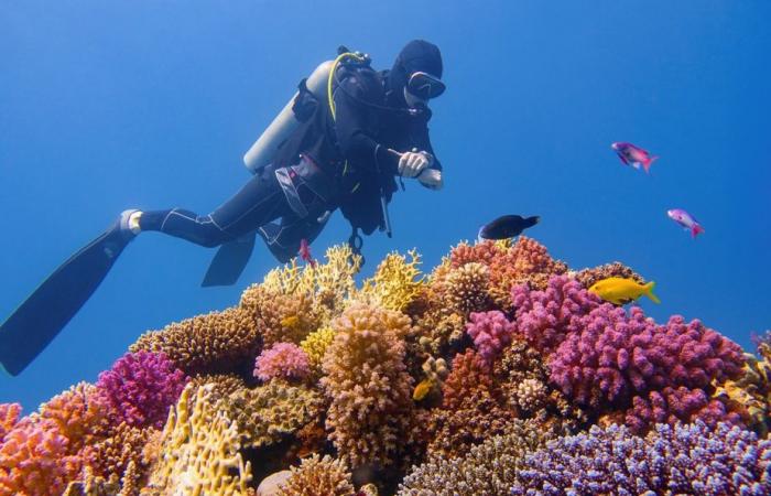 Hope for the Great Barrier Reef | “Refuges” where corals thrive