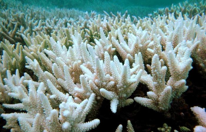 Hope for the Great Barrier Reef | “Refuges” where corals thrive