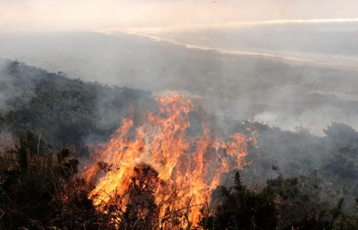 Why did part of the Hague moor burn this Sunday?