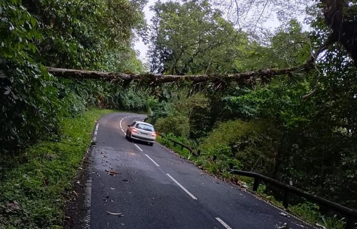 Fall of a tree on the Route des Mamelles on the descent towards Pointe-Noire, an intervention is underway