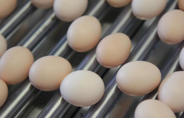 Egg prices are already firming in Europe