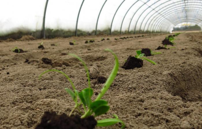 A mite ravages a market garden in Indre