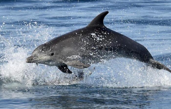 To preserve dolphins, the Bay of Biscay is once again closed to fishing, sparking discontent among professionals