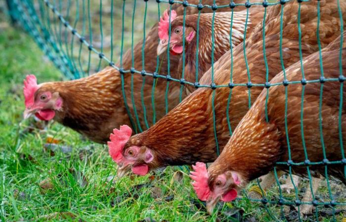 The United States and Canada lift the embargo on French poultry