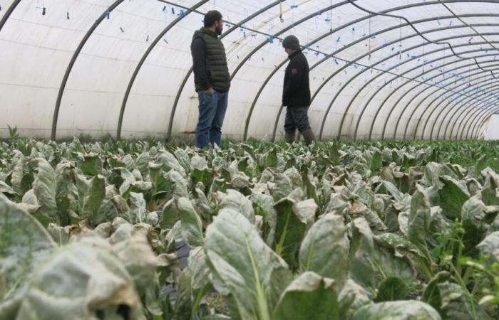 A mite ravages a market garden in Indre