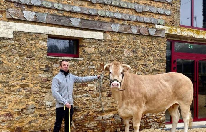 Guillaume and his cow Reinette will go to the Agricultural Show