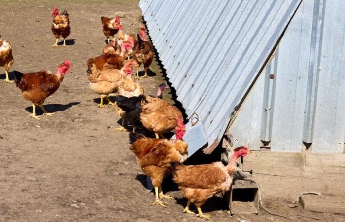 France announces the lifting of North American embargoes on some of its poultry