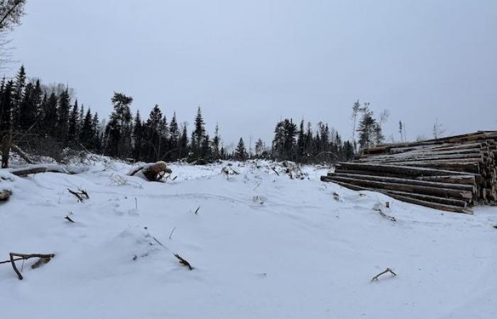 Logging in progress on Rio Tinto land in Arvida