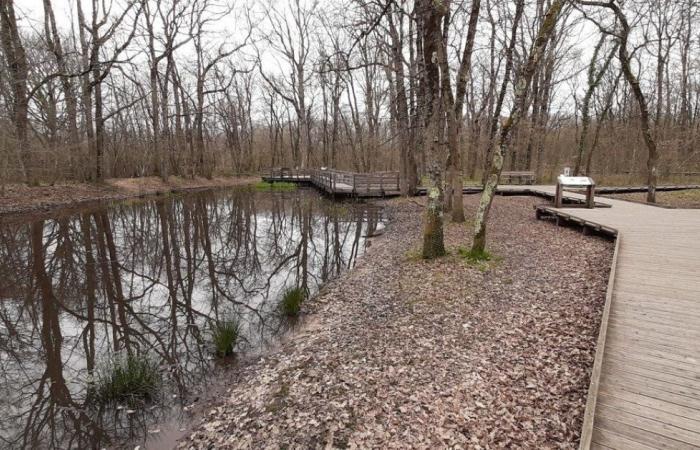 This Haute-Garonne forest will be closed to the public for several days