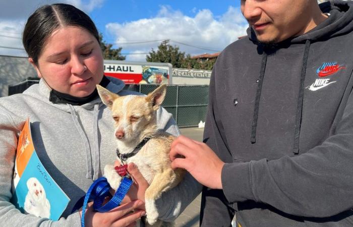 Moving reunion with animals rescued from fires in Los Angeles