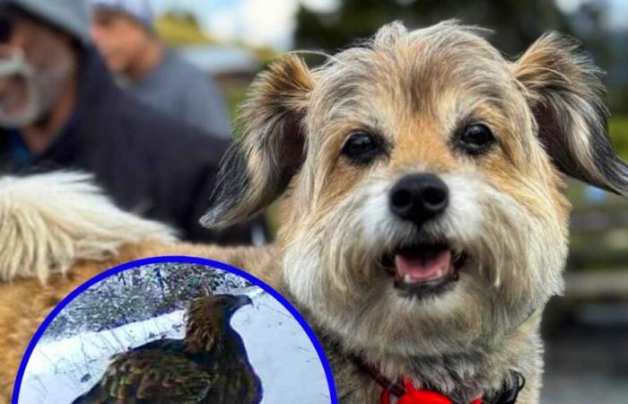 Vaudois Alps: Daisy, 7 kg dog, attacked by an eagle