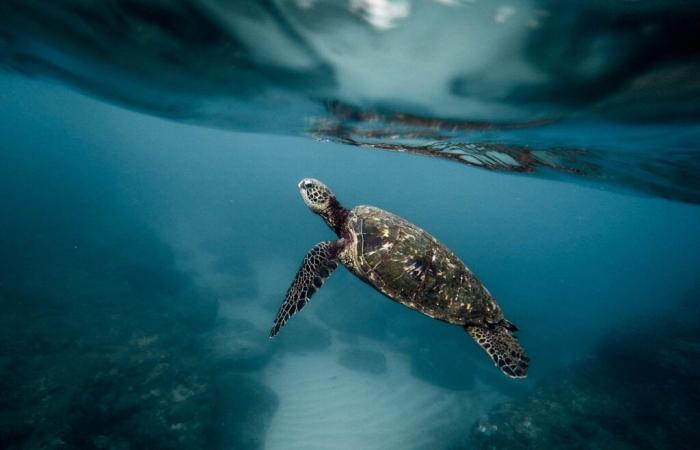 More than 400 dead sea turtles have washed up on Indian coasts, a first in twenty years