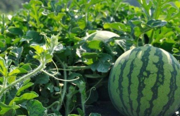 A vast control operation on watermelon crops – AgriMaroc.ma